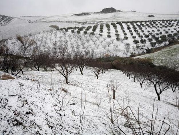 El campo malague&ntilde;o cubierto de nieve.

Foto: Joly Digital