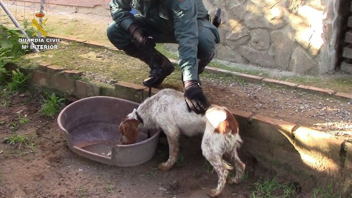Rescatan a medio centenar de animales de una perrera ilegal