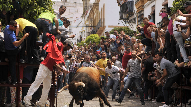 Uno de los toros que recorrieron ayer las calles de Arcos, repletas de público y de participantes en el festejo.