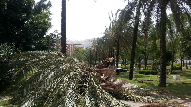Una de las palmeras del Parque del Barrero que el fuerte viento arrancó por la mitad y que hasta ayer no fue retirada.