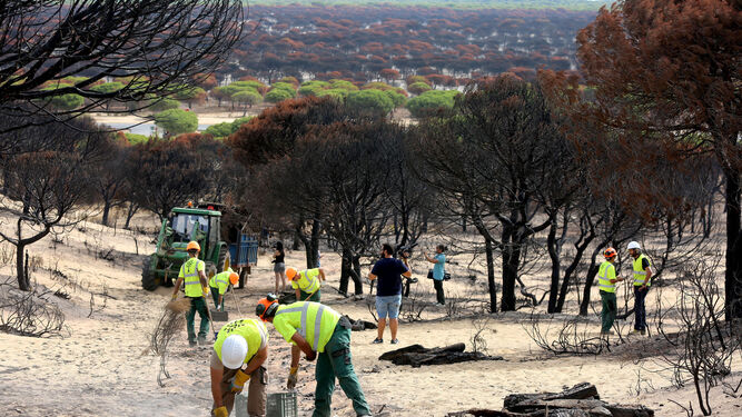 Un grupo de trabajadores agrícolas retiran ayer restos de vegetación quemada en el entorno de Cuesta Maneli.