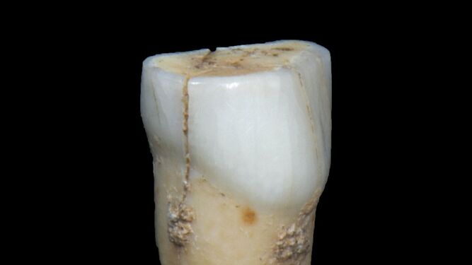 Aparece en Gibraltar un diente de un niño neandertal de hace 50.000 años