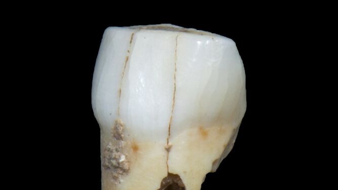 Tres ángulos distintos del diente realizados por el Museo de Gibraltar.