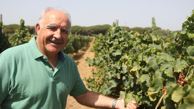 Sebastián Aragón en el viñedo de Campano, de unas dos hectáreas de extensión.