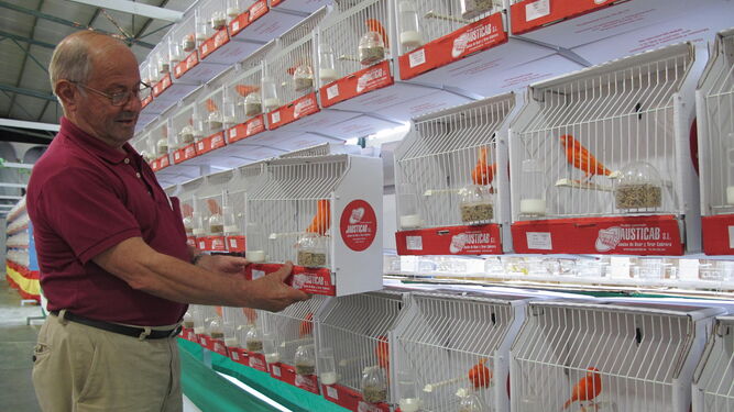 Ramón Bolaños, presidente de la Asociación Ornitológica 'La Bahía', coloca una de las jaulas de la exposición.