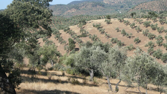 ¿Ecológico o tradicional?Comparar las formas de producir aceite de oliva