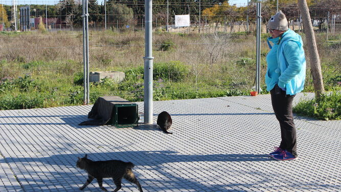 Una de las voluntarias de la protectora Segunda Oportunidad SOS intenta capturar a un gato macho en Puerto Real para proceder a su esterilización.