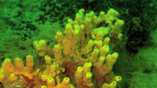 Los corales de la desembocadura
