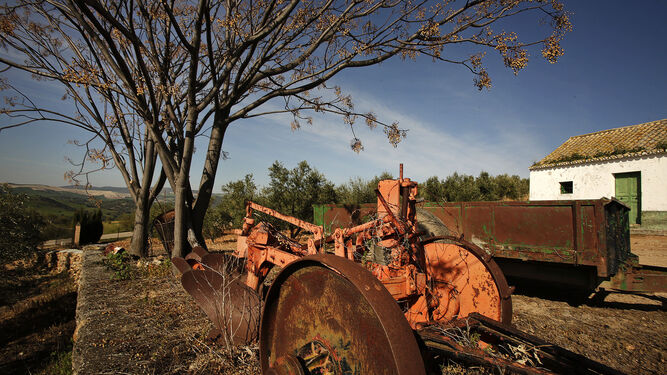 Hace diez años, la principal producción del olivar en la provincia venía de la Sierra; hoy, procede de Jerez.