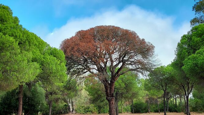 Uno de os pinos muertos en pleno Parque Nacional de Doñana.