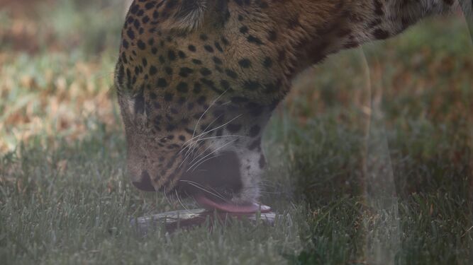 Un leopardo come en el Zoo de Córdoba.