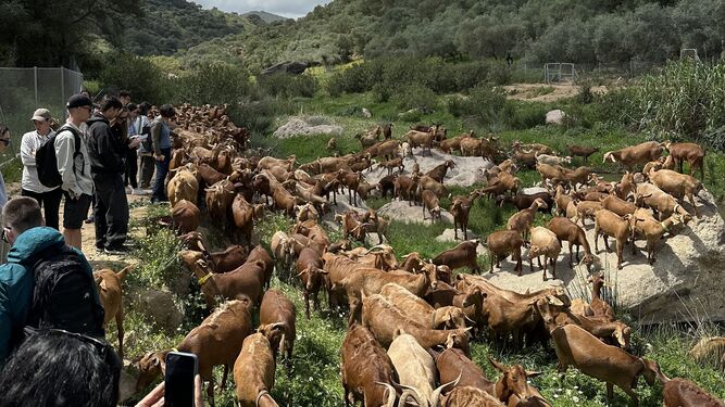 La Universidad de Granada celebra un programa formativo centrado en los valores de la ganadería extensiva en Andalucía