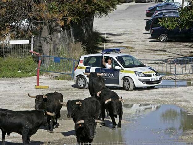 Los siete toros llegaron desde el centro hasta el Campo de las Balas, donde la Polic&iacute;a trat&oacute; de contenerlos.

Foto: Jesus Marin-Julio Gonzalez