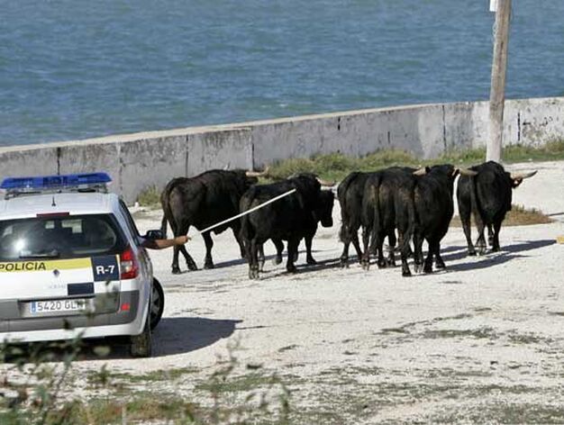 Los siete toros llegaron desde el centro hasta el Campo de las Balas, donde la Polic&iacute;a trat&oacute; de contenerlos.

Foto: Jesus Marin-Julio Gonzalez