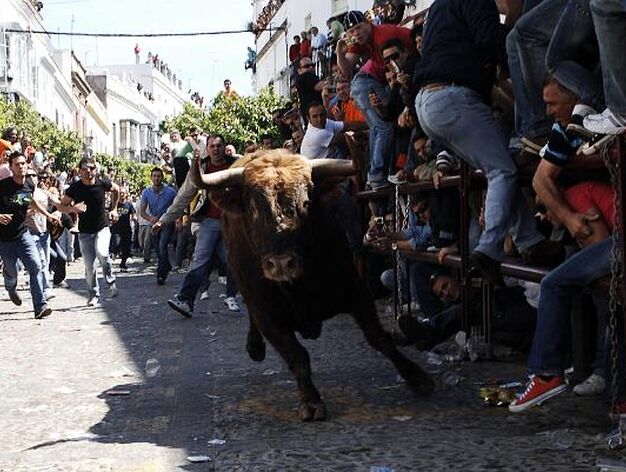 Salida del segundo toro por la calle Corredera.

Foto: Ramon Aguilar