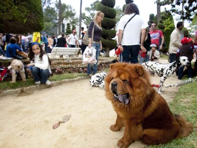 M&aacute;s de 500 perros participaron en el evento, que cont&oacute; con una exhibici&oacute;n de las Fuerzas del Orden


Foto: Lourdes de Vicente