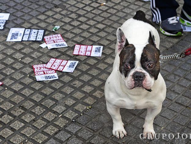 Un perro, entre panfletos de los manifestantes. 

Foto: Julio Gonz&aacute;lez