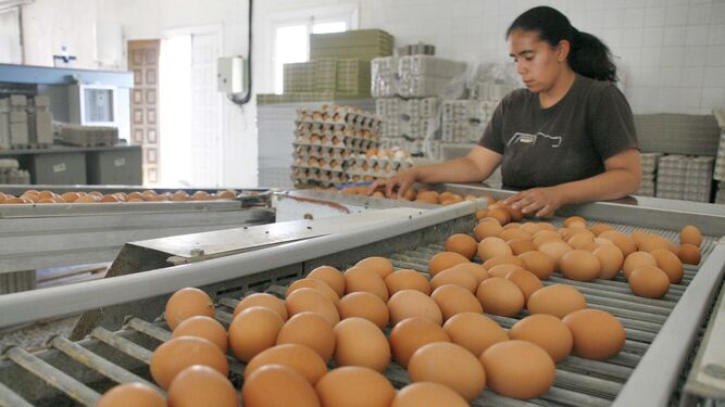 Una granja, durante el proceso de preparación de los huevos para su distribución.
