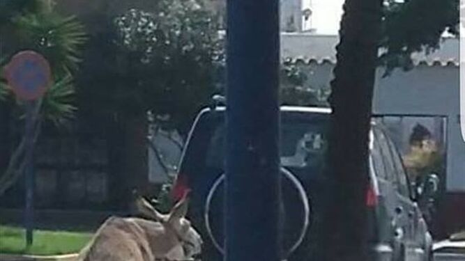 Imagen de Pacma, donde se ve al animal amarrado al remolque del vehículo por una calle de Chipiona
