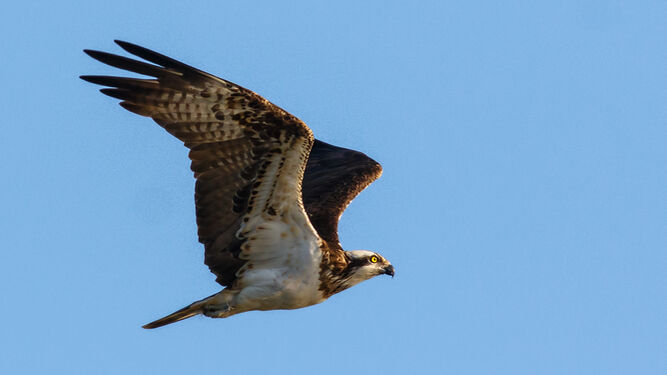 Un águila pescadora, fotografiada en pleno vuelo.