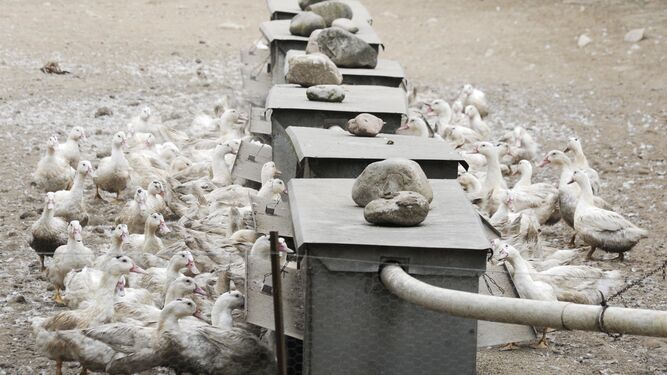 Una granja de patos de engorde en Cataluña.