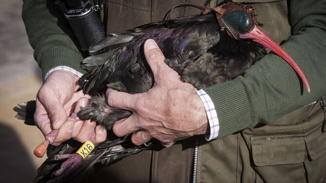 Uno de los especialistas sujeta al ibis eremita y muestra la prótesis colocada en su pata derecha.