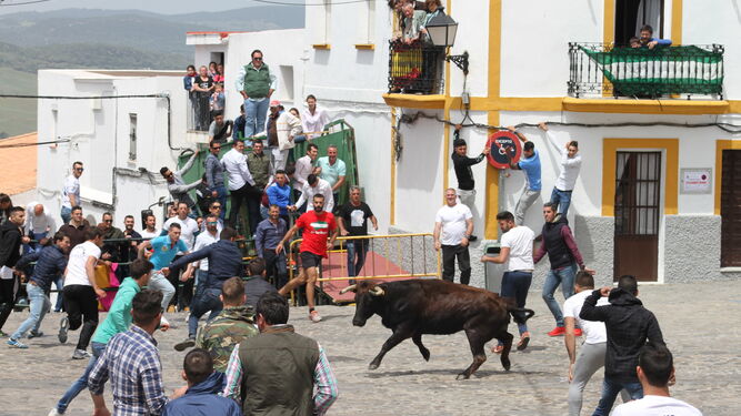 La tradicional suelta de la vaquilla reunió a muchos aficionados en la plaza de San Jorge de Alcalá de los Gazules.