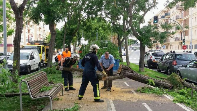 Los bomberos retiran el tronco de un árbol en Sanlúcar