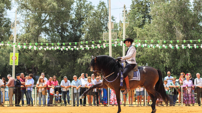 La ganadería Morillo y el Centro Militar de Cría Caballar ofrecieron en el recinto de Las Banderas un magnífico espectáculo en el que los asistentes disfrutaron del caballo.