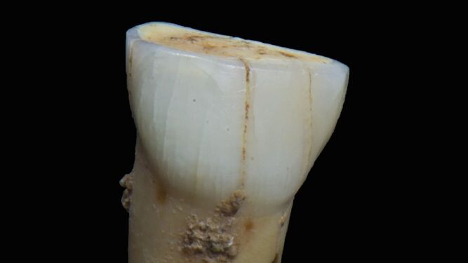 Aparece en Gibraltar un diente de un niño neandertal de hace 50.000 años