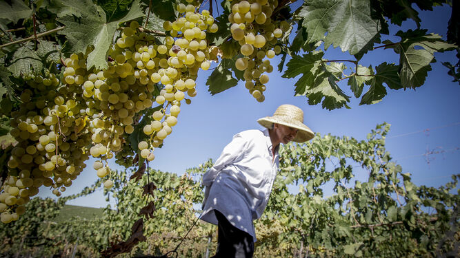 Una vendimiadora arrastra una espuerta cargada de uva palomino en la viña Gibalbín de Barbadillo.