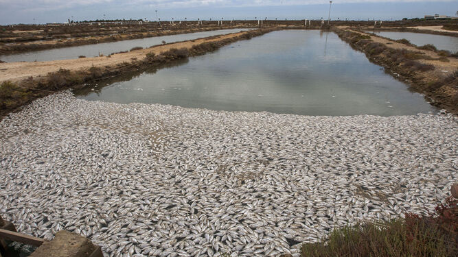 Miles de doradas muertas en una de las balsas de la piscifactoría ubicada en terrenos de la antigua salina La Leocadia, en San Fernando.