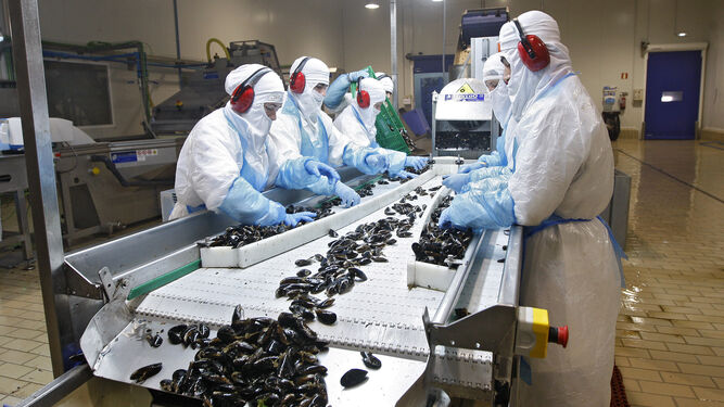 Operarios de la planta de Caladero en Cádiz procesan los mejillones.