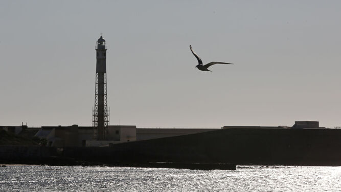 La empresa responsable de la reparación del Faro de Cádiz ya ha colocado el andamiaje en la parte baja de la estructura.