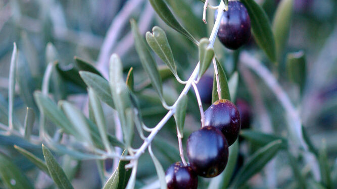 Aceitunas en una rama de olivo.