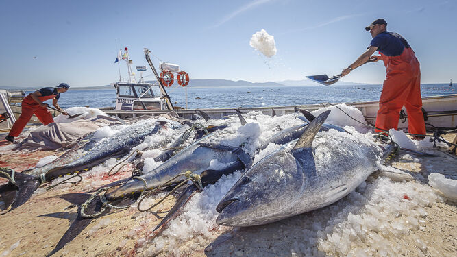Primera 'levantá' de atunes rojos de la temporada pasada en la almadraba de Barbate