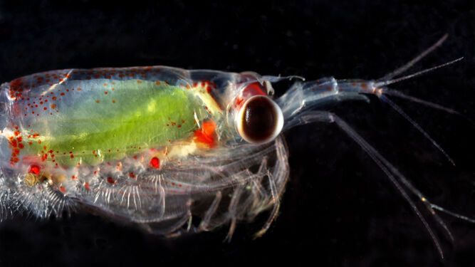 Imagen de un ejemplar de una especie que compone el plancton.