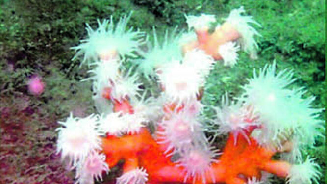 Los corales de la desembocadura