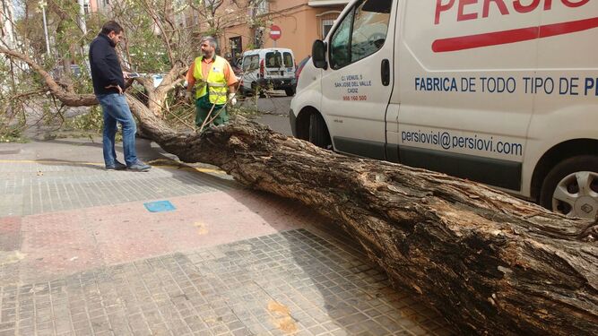 Un árbol, arrancado de raíz en la avenida García de Sola de Cádiz.