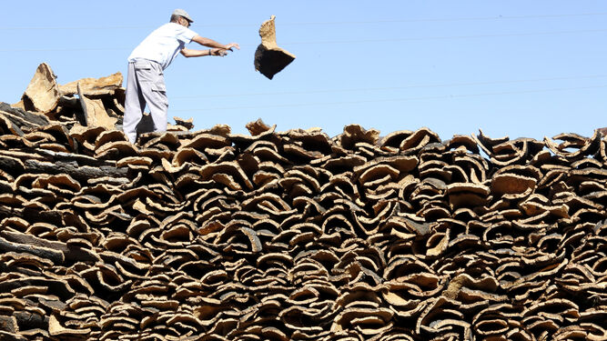 Un trabajador apila los corchos tras su extracción el pasado verano.