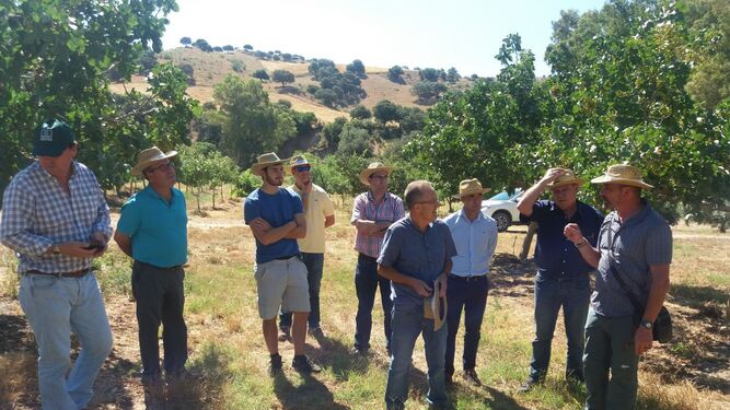 Agricultores y responsables políticos en una plantación de pistacho.