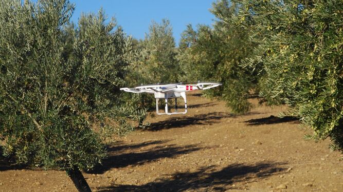 Dron en el olivar.