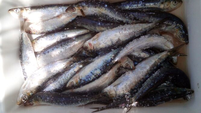 Las sardinas elaboradas a la plancha o en barbacoa son uno de los platos típicos de la temporada veraniega.