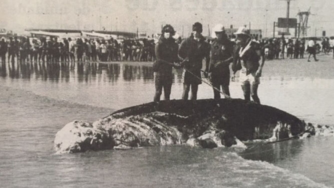 1993 hace 25 añosAparece el cadáver de un elefante en la playa Victoria