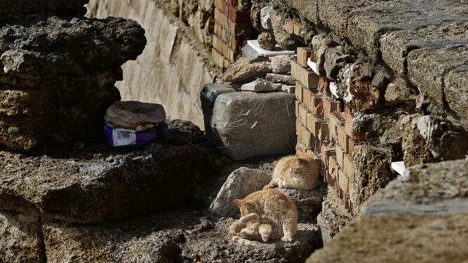Gatos de una de las colonias que habitan en el Campo del Sur, en una imagen de archivo.