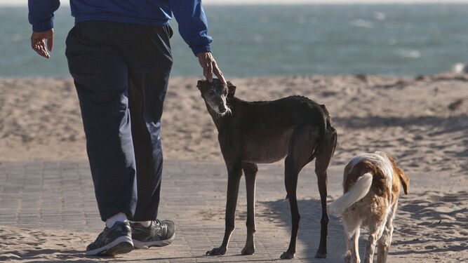Una persona pasea un par de perros en la playa, en una imagen de archivo.