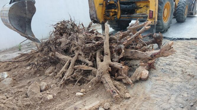 Detalle de las raíces de los árboles que causan desperfectos en los viales.