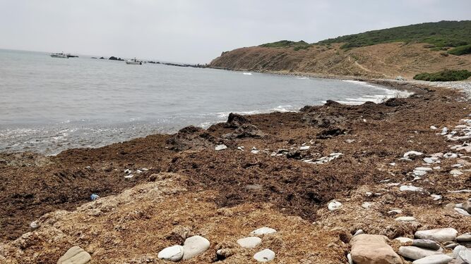 Grandes acumulaciones de la Rugulopterix okamurae, la semana pasada en Cala Arena, en el litoral algecireño.