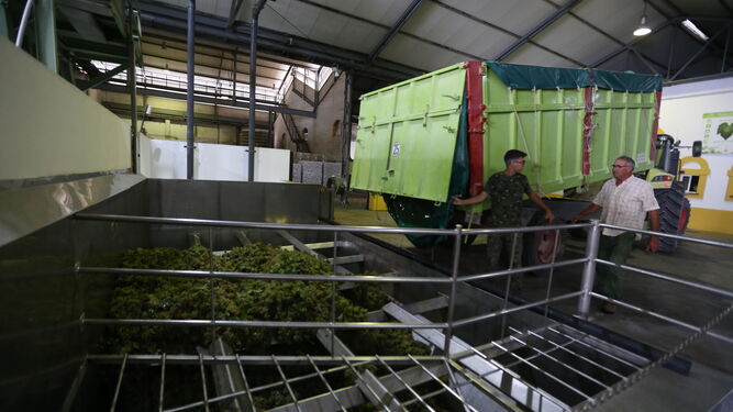 Varios cooperativistas descargan la uva en las instalaciones de la bodega durante la presente vendimia.