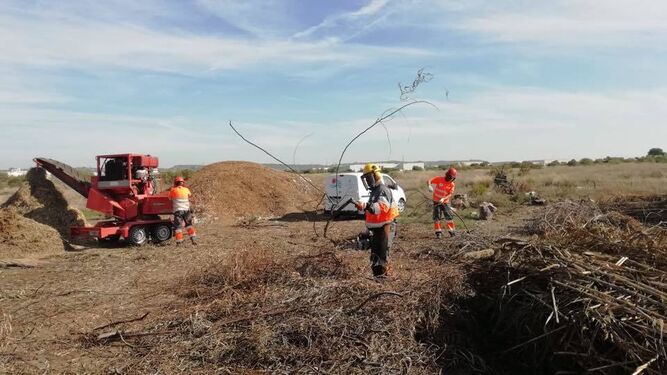 Imagen del personal del servicio municipal de Conservación de Masas Forestales mientras realizan el trabajo de trituración.